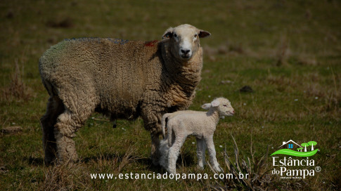 DOS EÓLICOS VIRA P FAZENDA_Moment.00_03_42_19.Quadro516_80319ca76450f338bbfd49dfe39188bdbc99dc4c.jpg